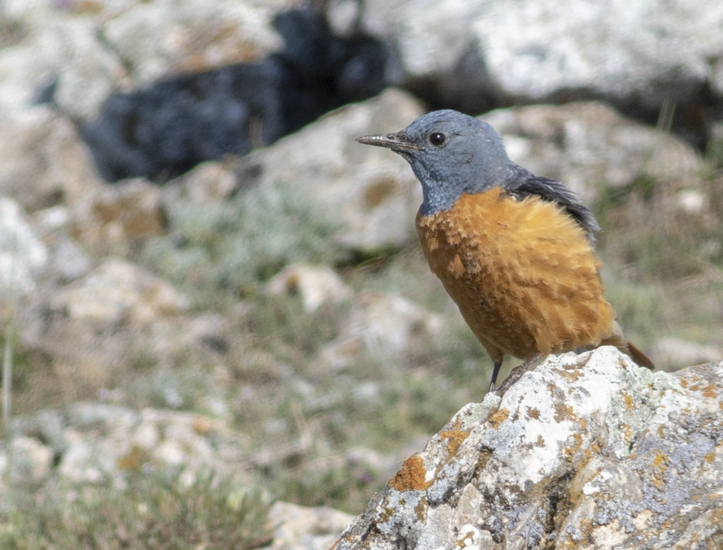 Common Rock Thrush