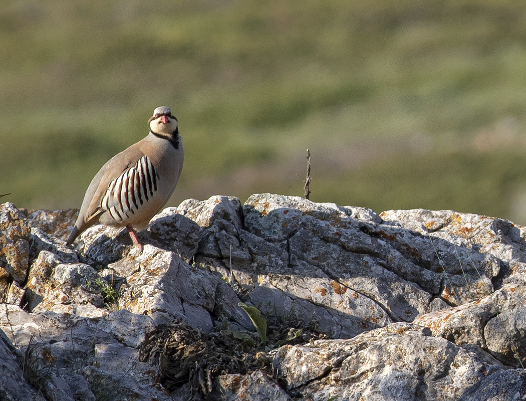 Chukar Partridge