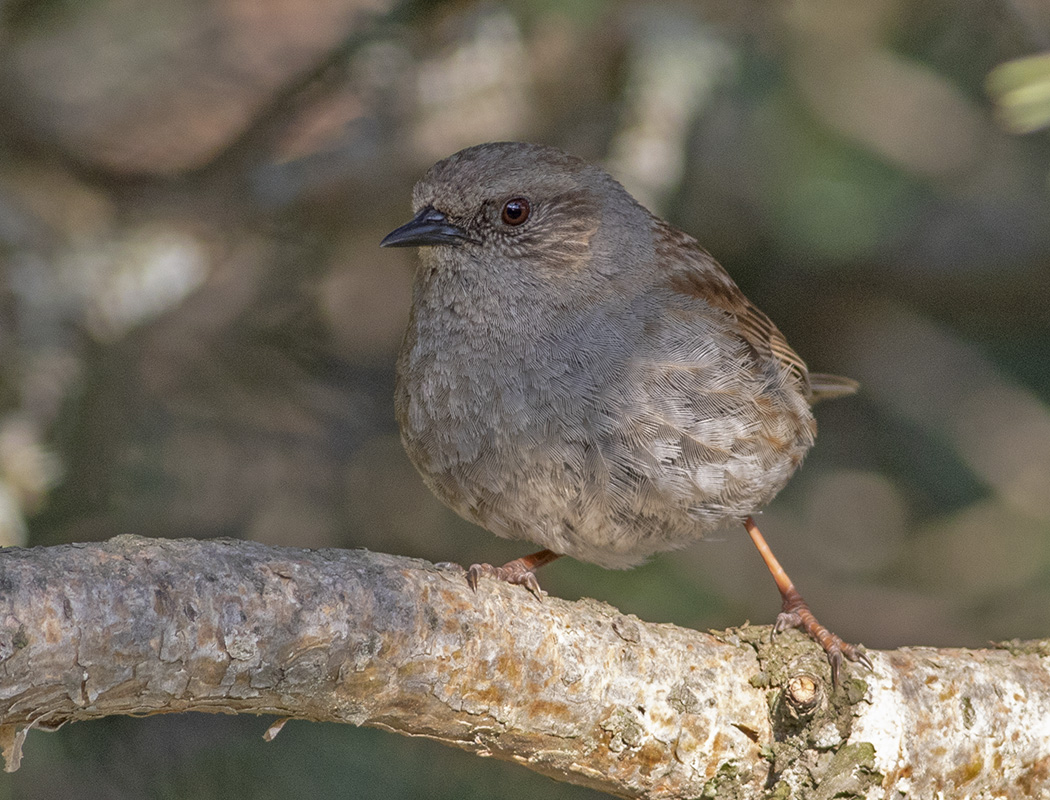 Dunnock