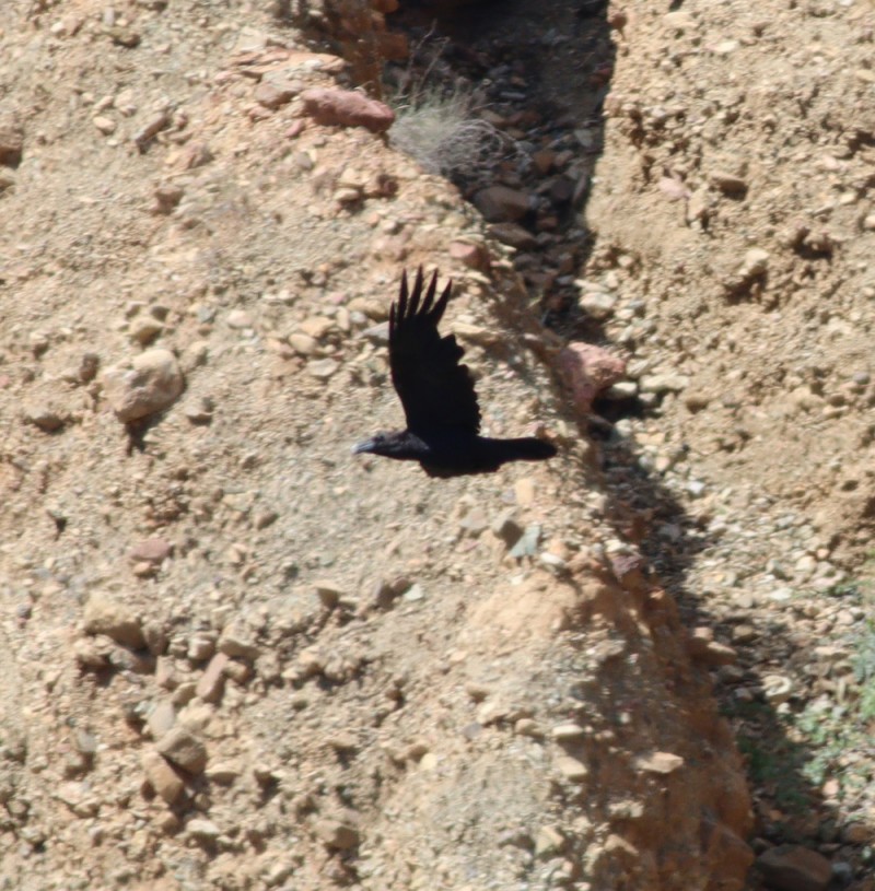 Northern Raven