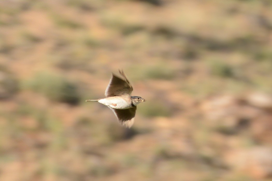 Calandra Lark