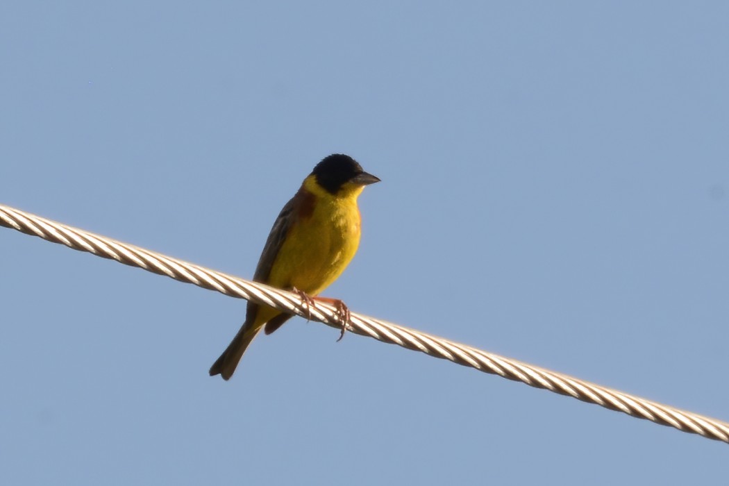 Black-headed Bunting
