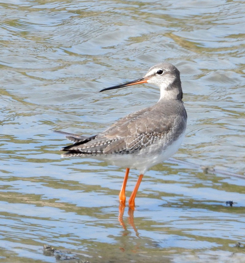 Spotted Redshank