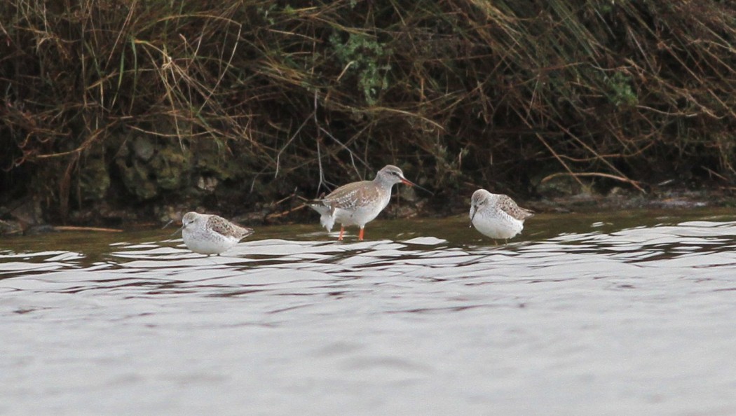 Spotted Redshank