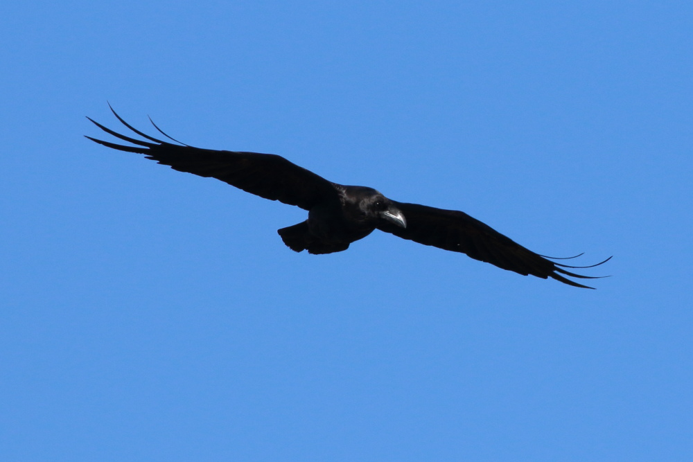Northern Raven