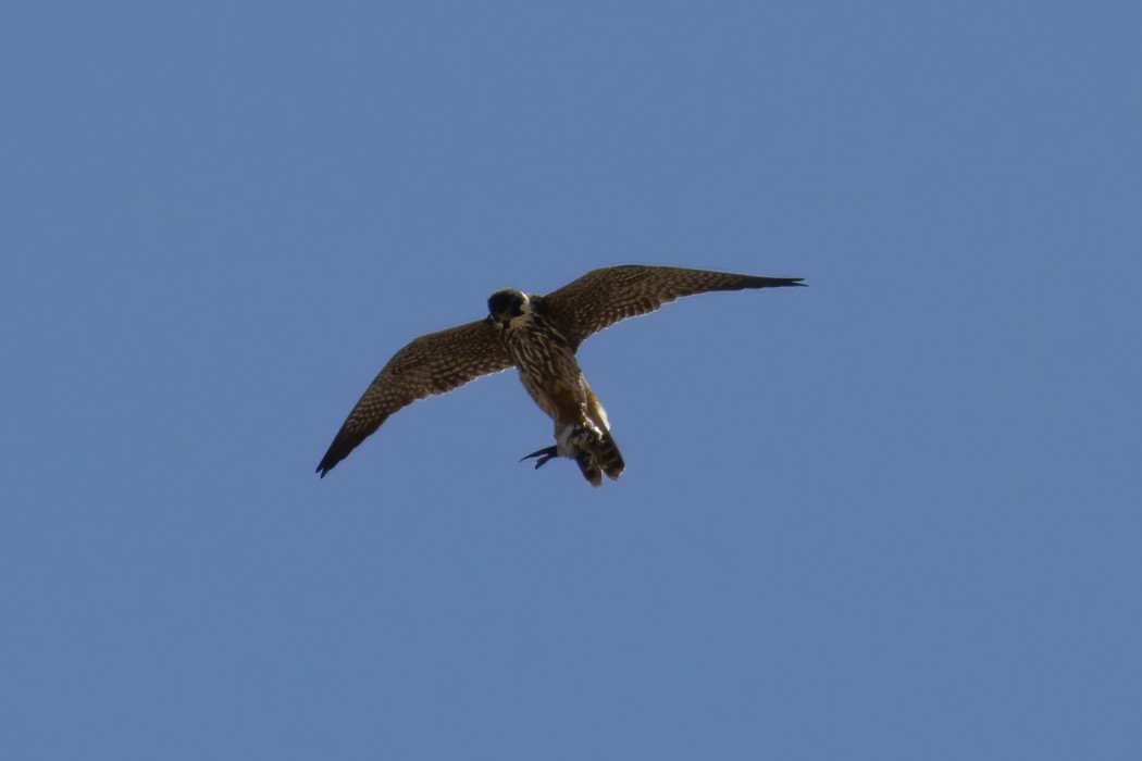 Eurasian Hobby