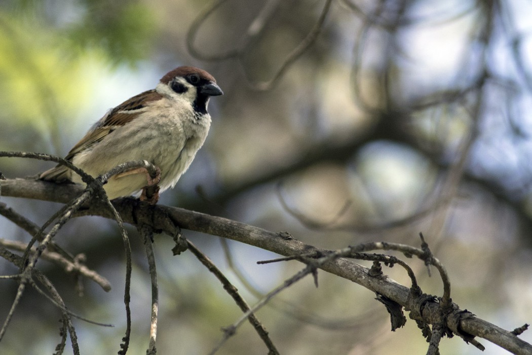 Eurasian Tree Sparrow