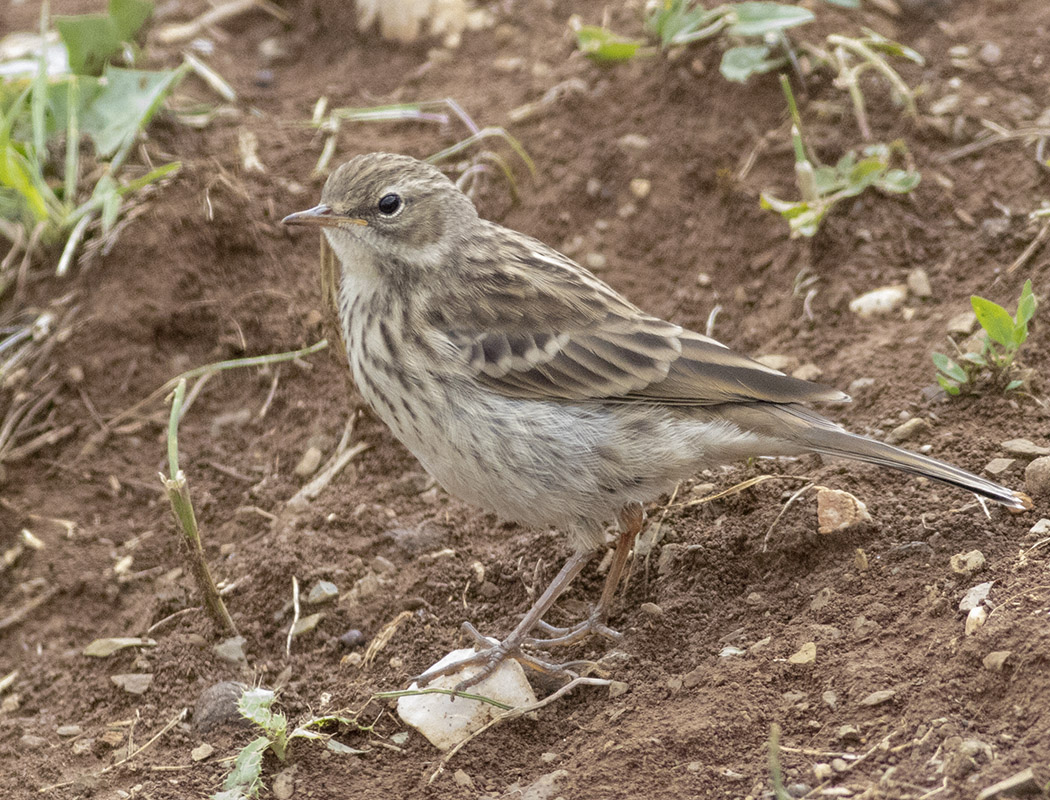 Water Pipit