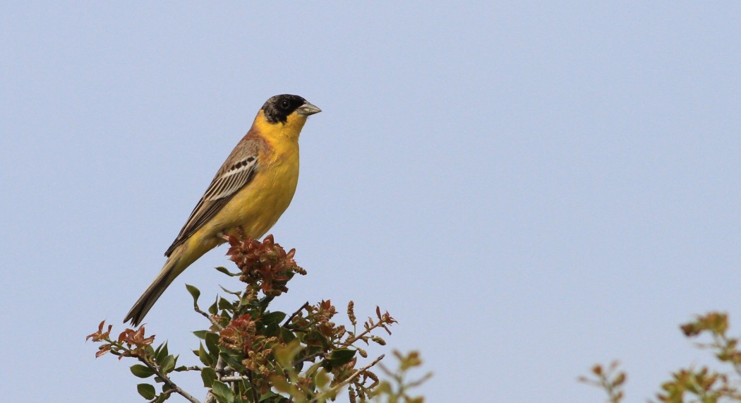 Black-headed Bunting