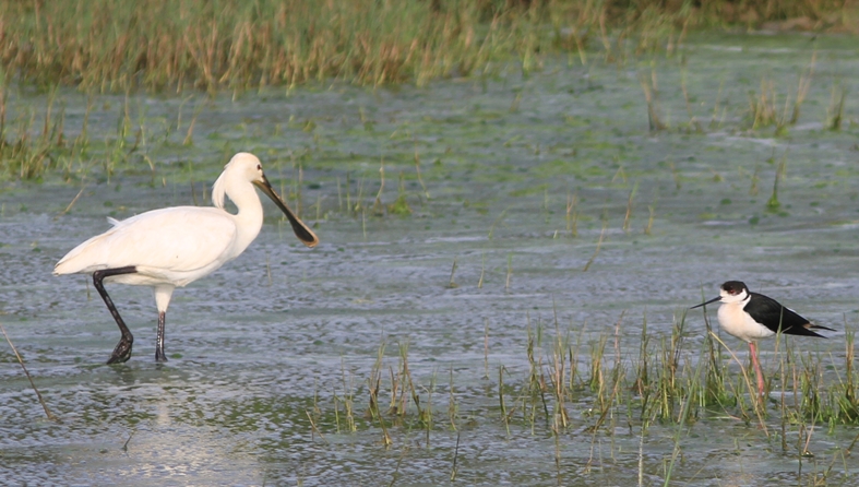 Eurasian Spoonbill