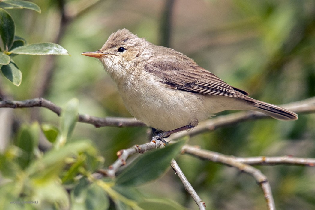 Eastern Olivaceous Warbler