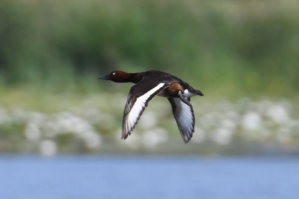 Ferruginous Duck