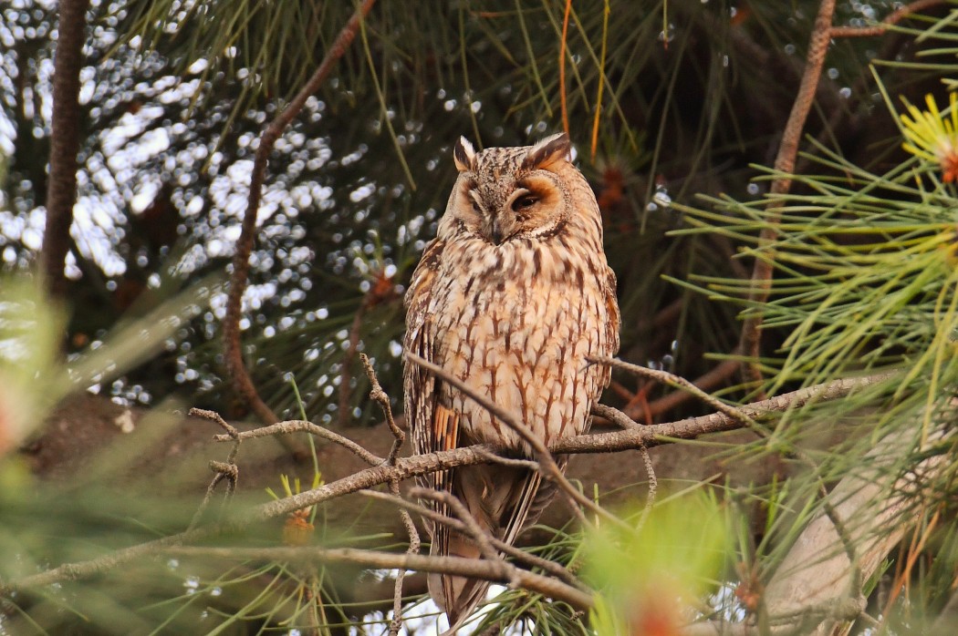 Long-eared Owl