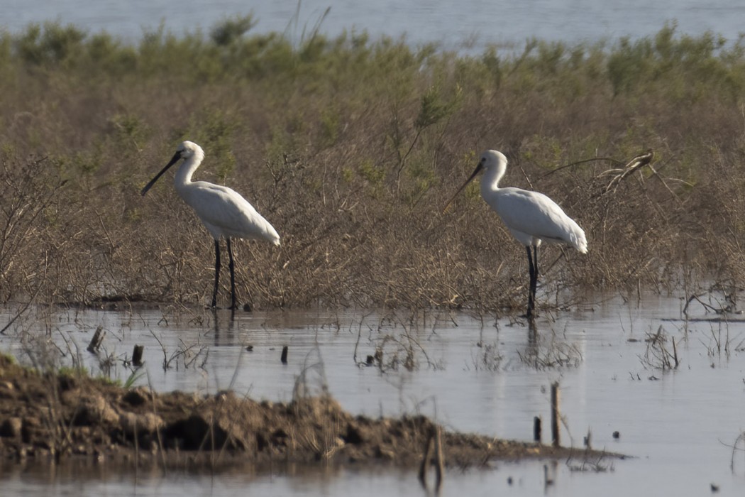 Eurasian Spoonbill