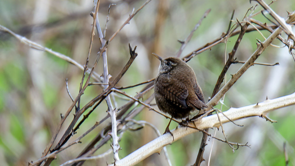Eurasian Wren