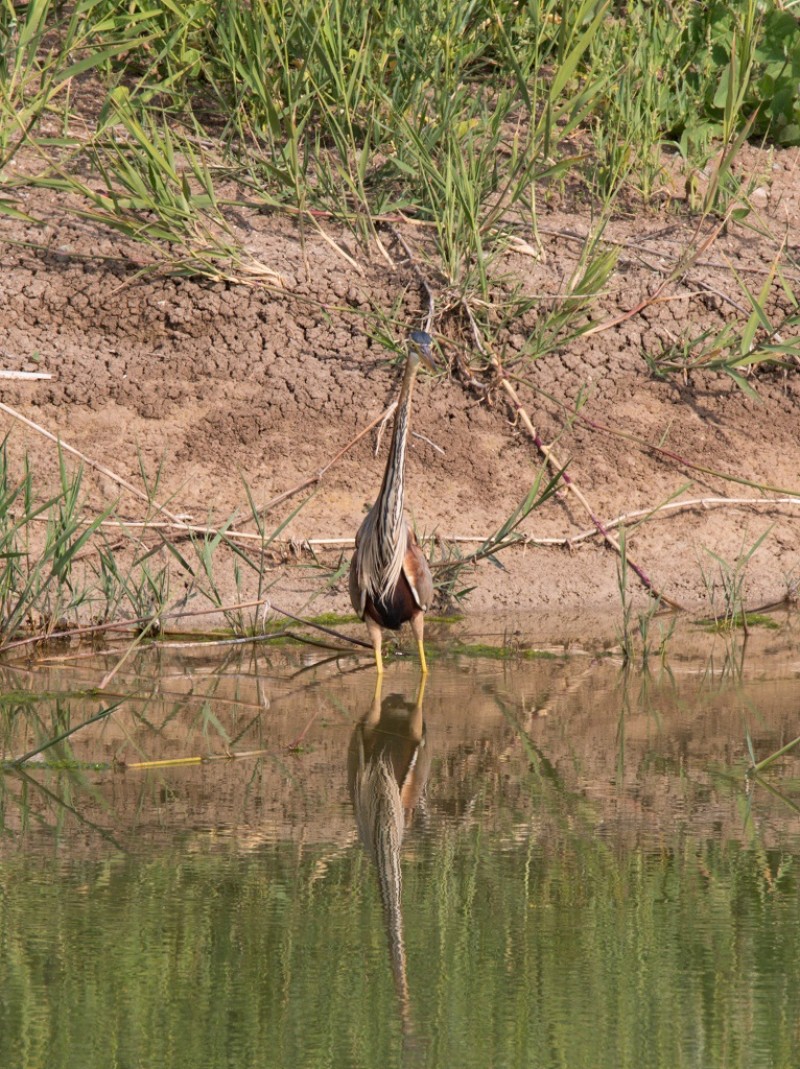 Purple Heron