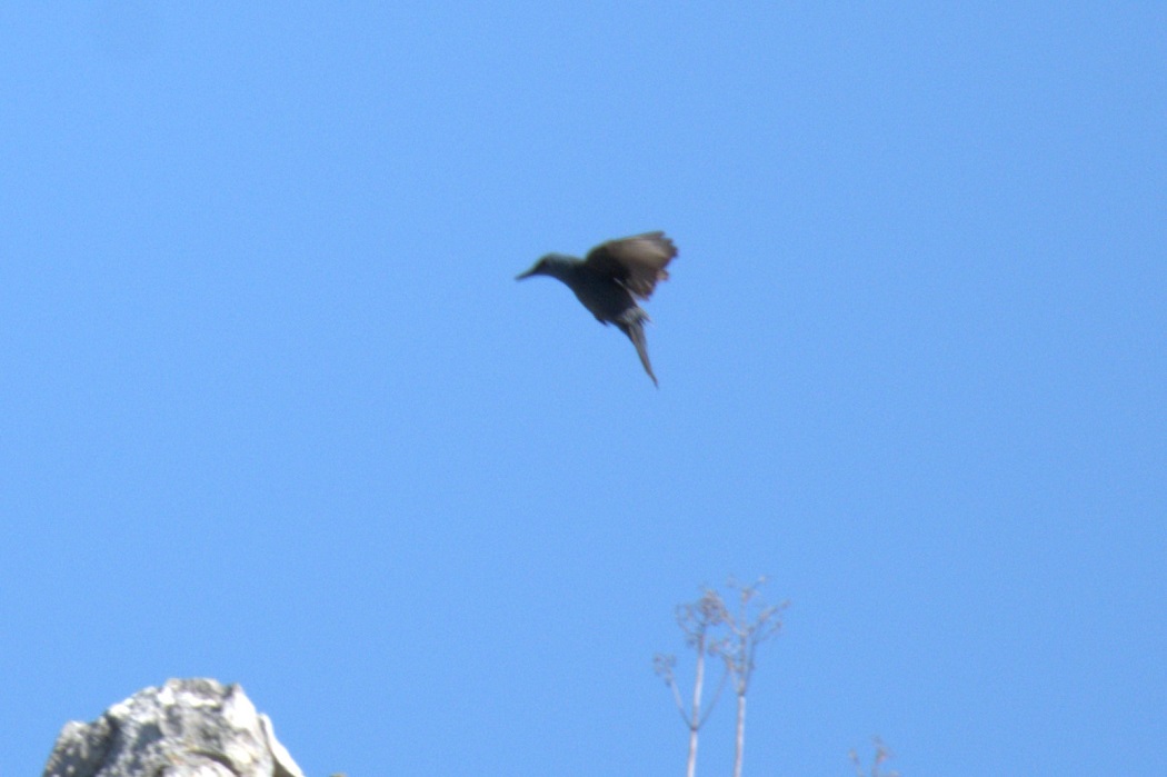 Blue Rock Thrush