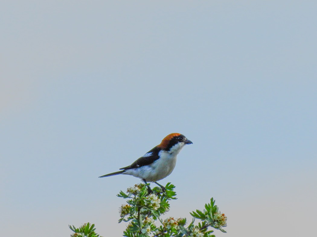 Woodchat Shrike