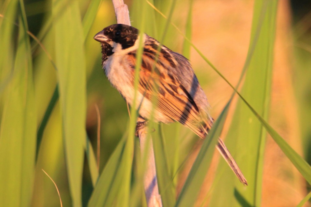 Common Reed Bunting