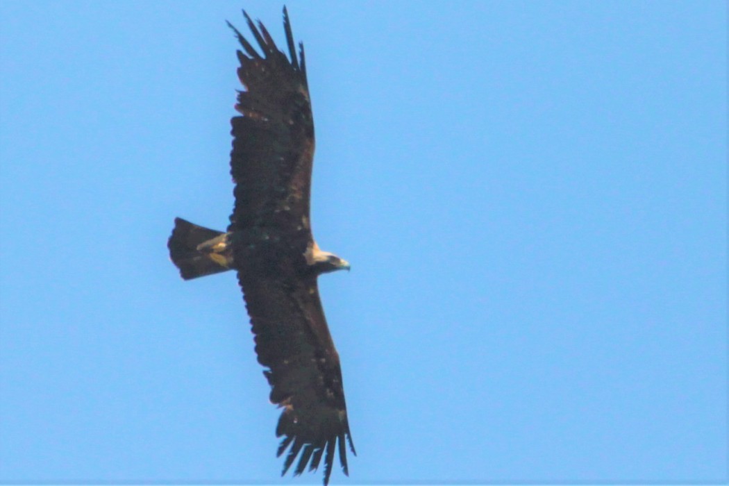 Eastern Imperial Eagle
