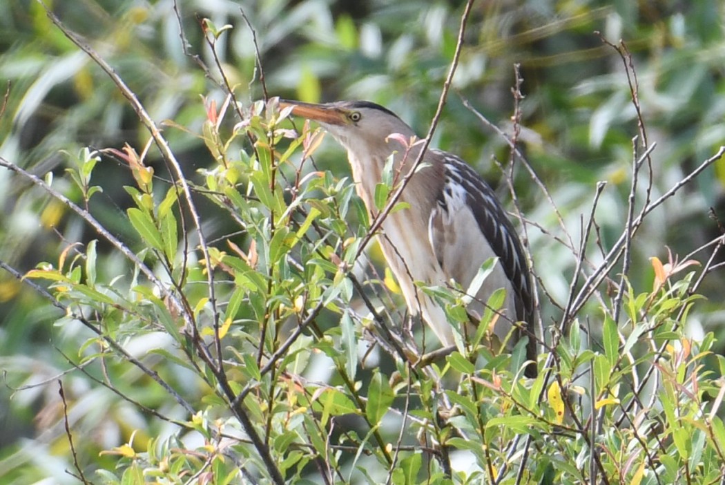 Little Bittern