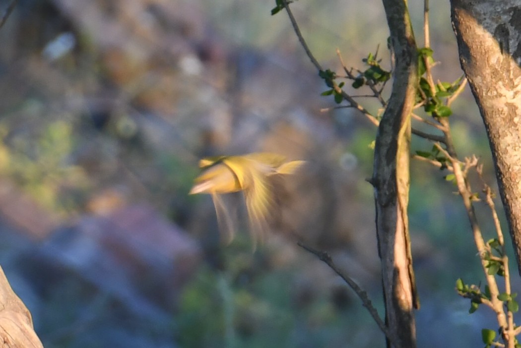European Greenfinch
