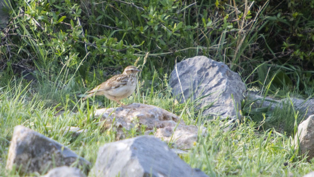 Woodlark