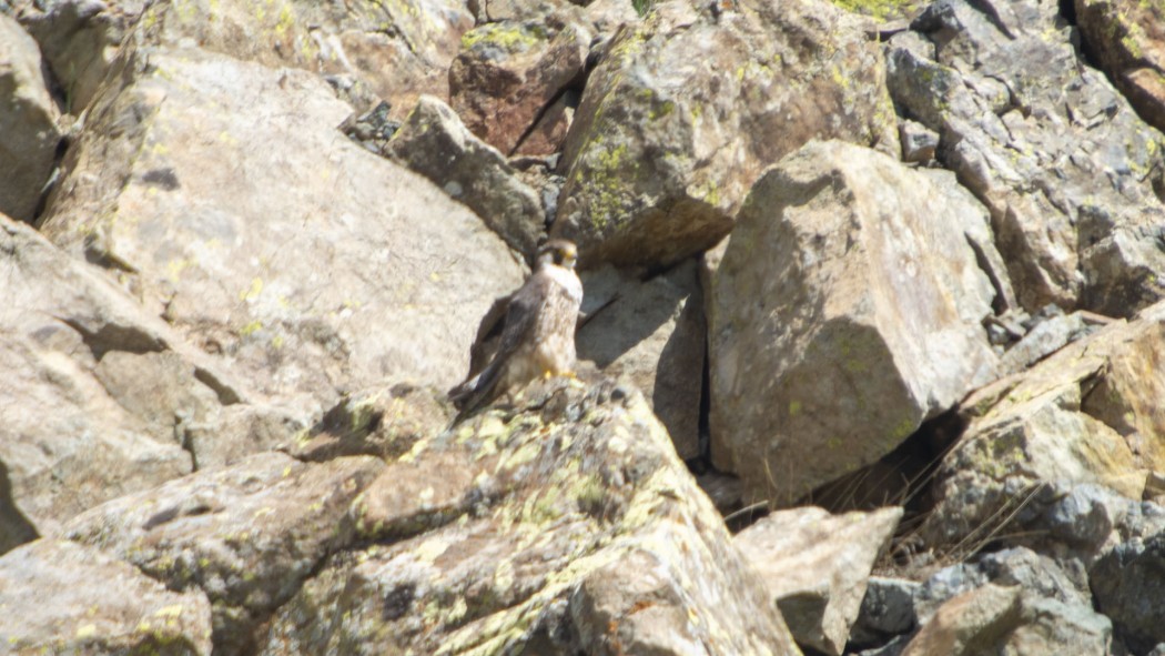 Peregrine Falcon
