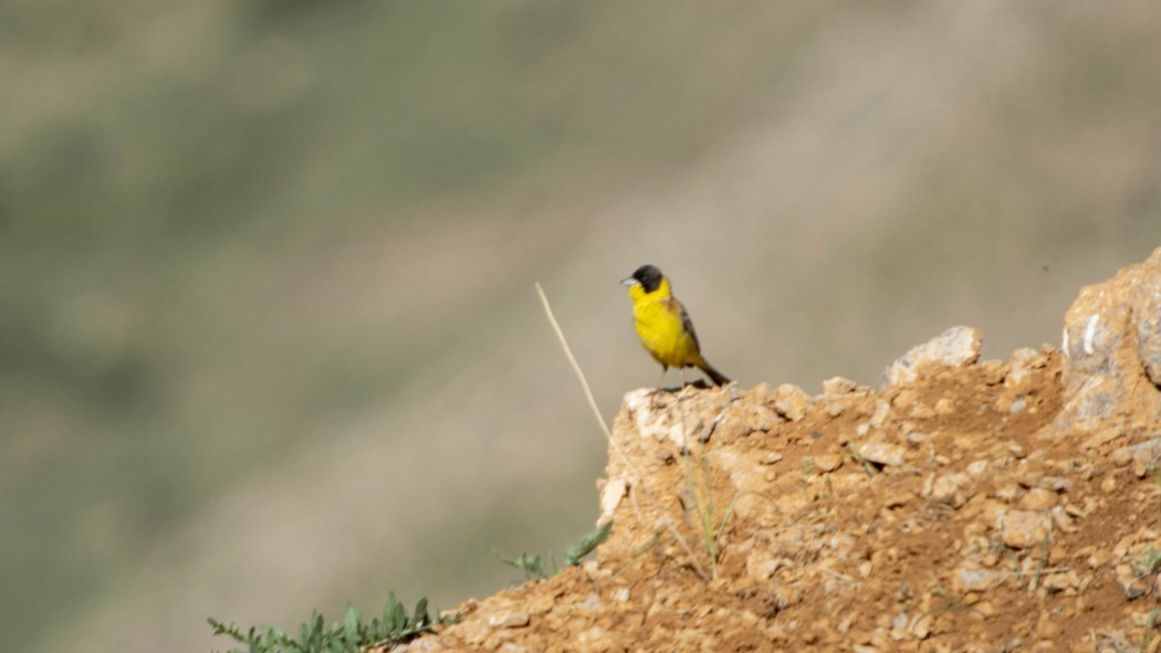 Black-headed Bunting