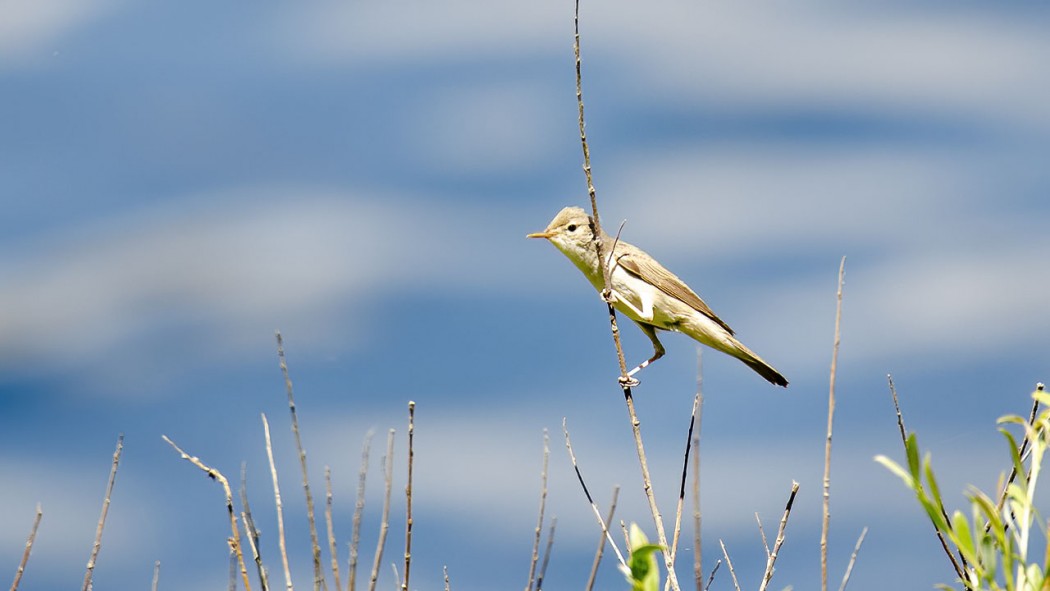 Eastern Olivaceous Warbler