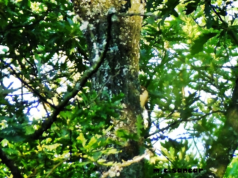 European Green Woodpecker