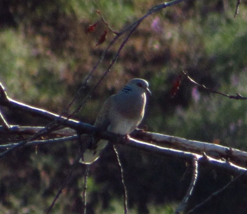 European Turtle Dove