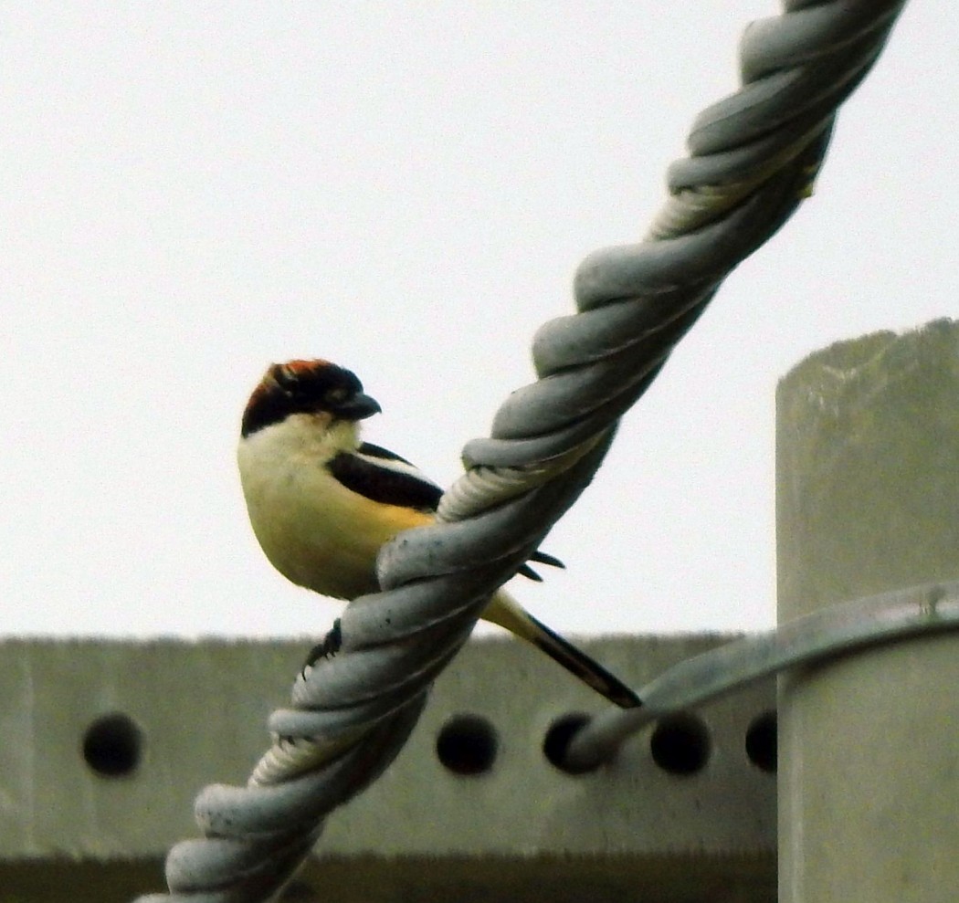 Woodchat Shrike