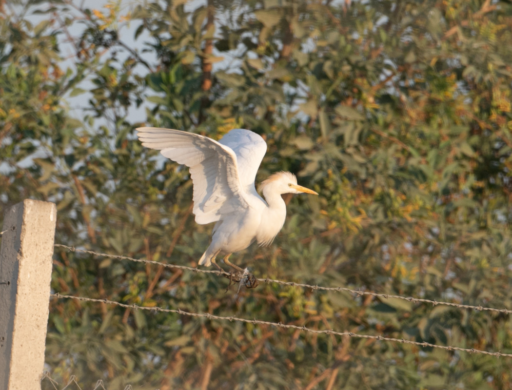 Western Cattle Egret