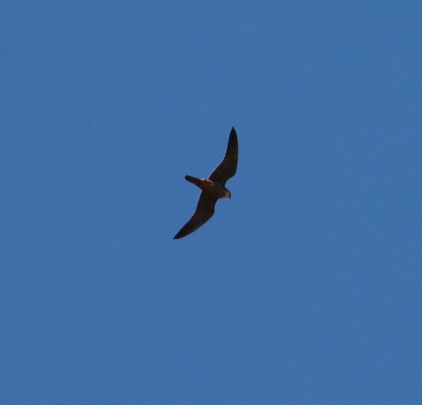 Eurasian Hobby