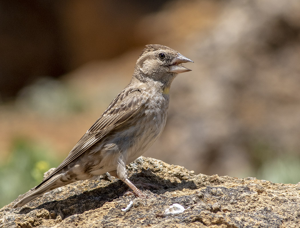 Rock Sparrow