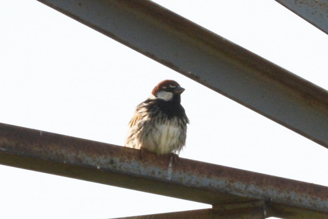 Spanish Sparrow