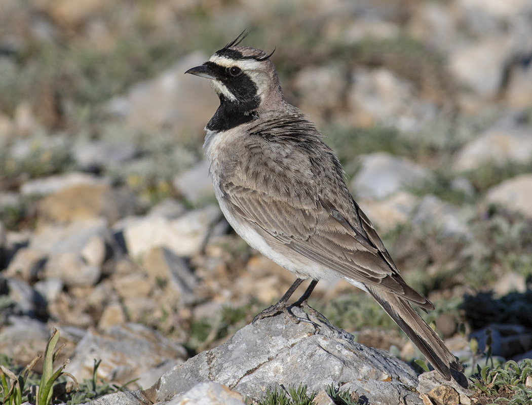 Horned Lark