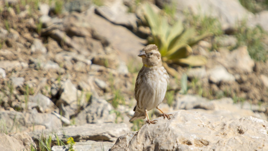 Rock Sparrow