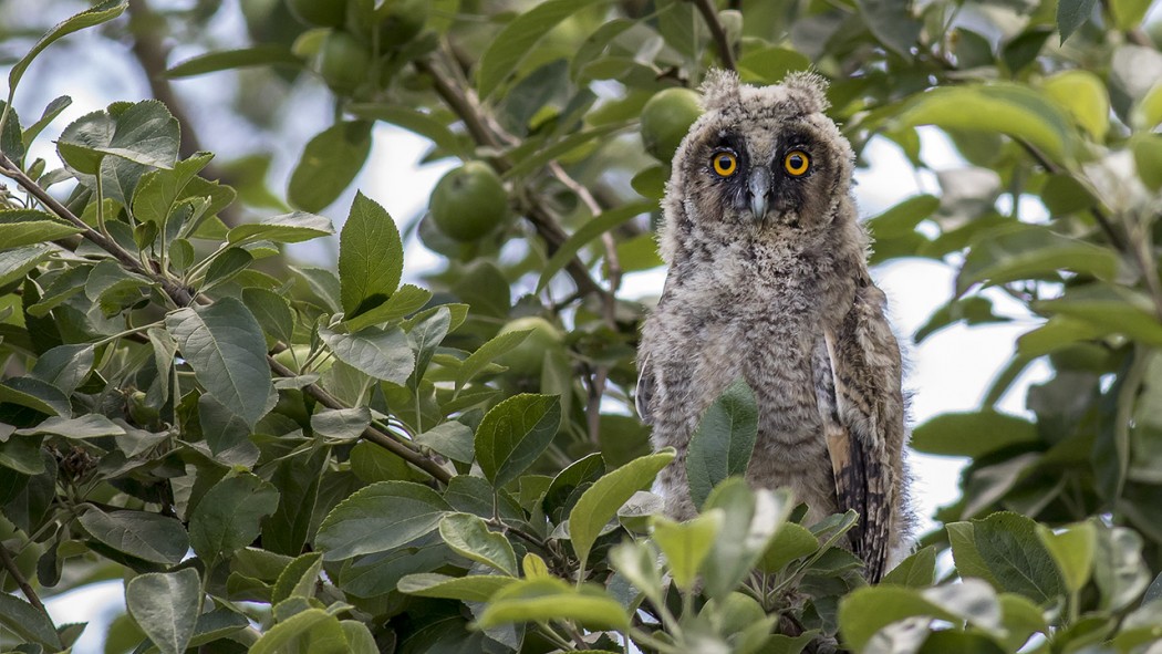 Long-eared Owl