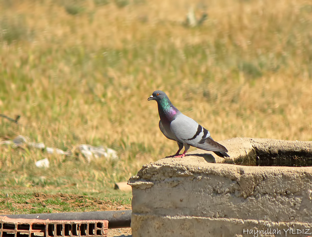 Rock Dove