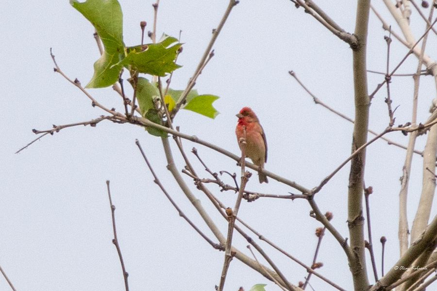 Common Rosefinch