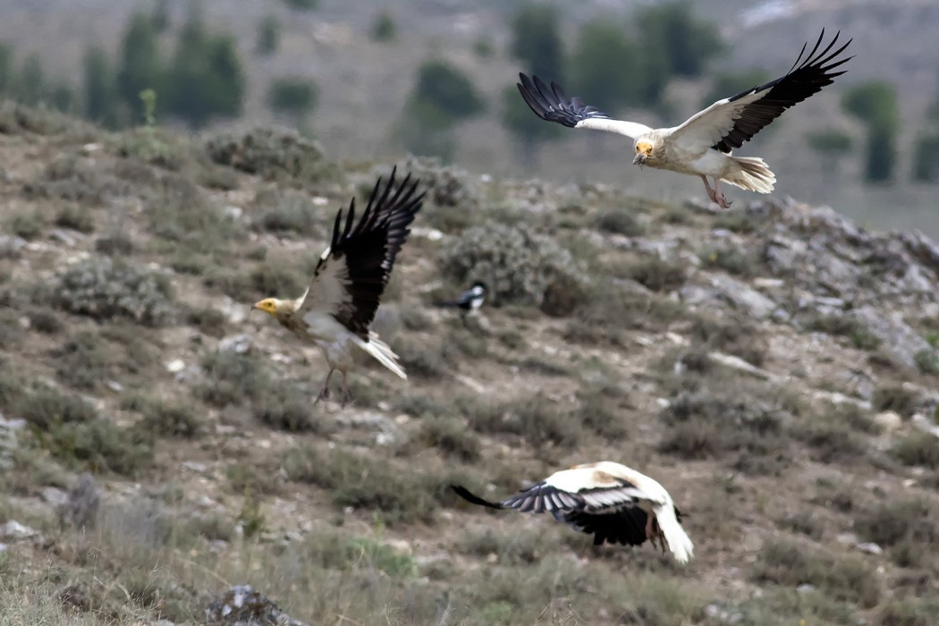 Egyptian Vulture