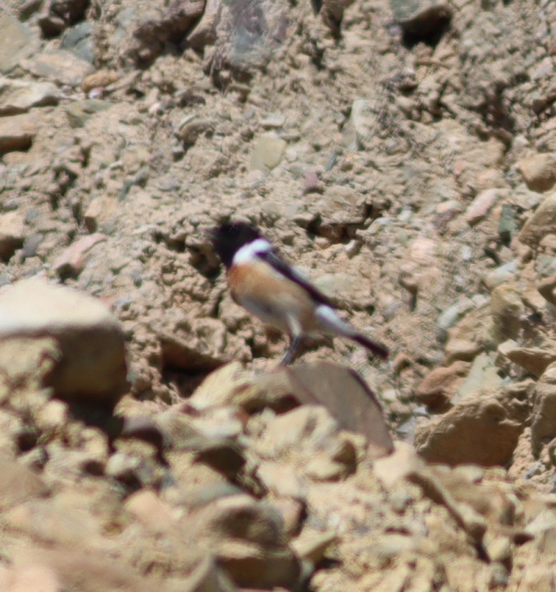 Siberian Stonechat