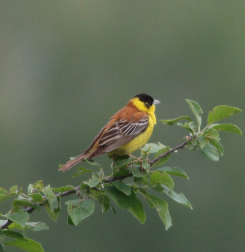 Black-headed Bunting