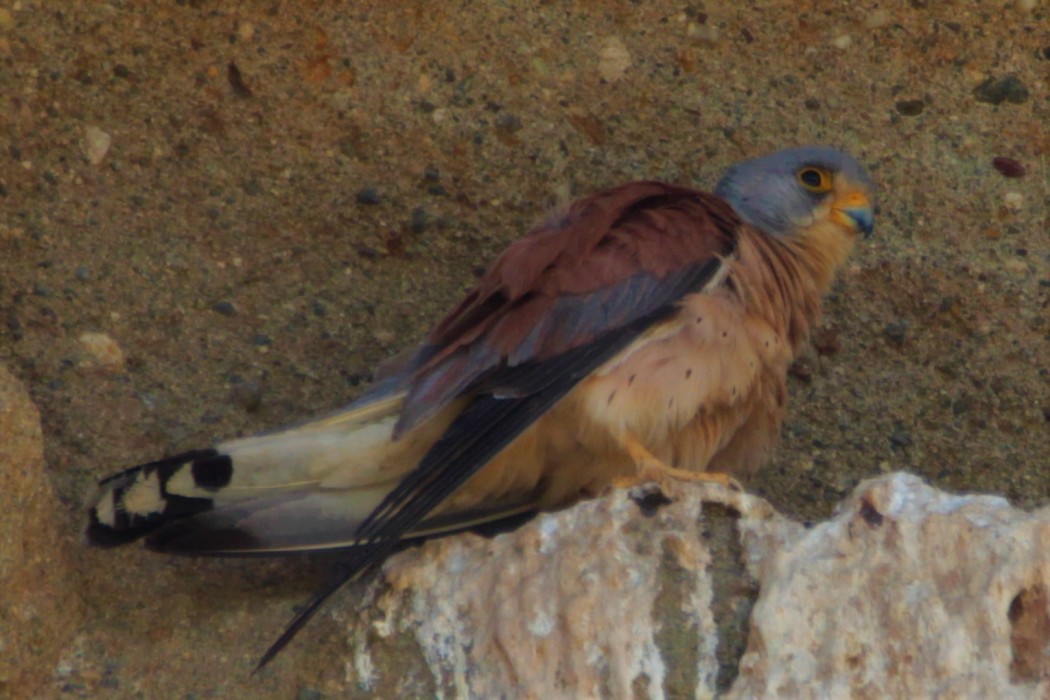Lesser Kestrel
