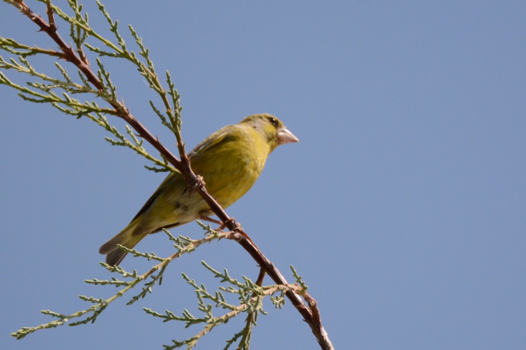 European Greenfinch
