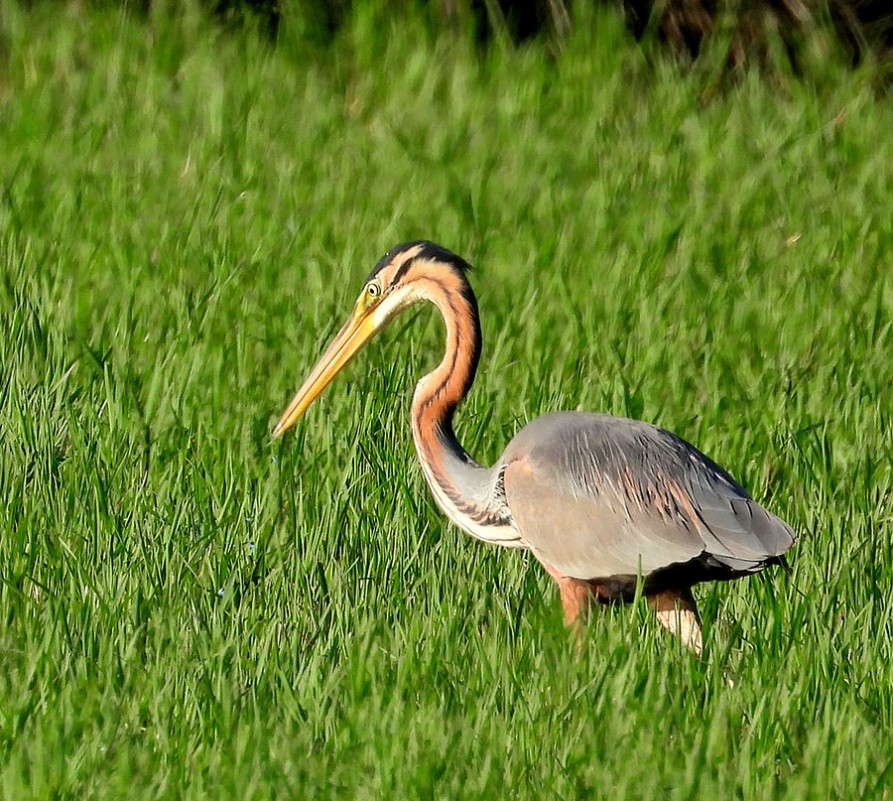 Purple Heron