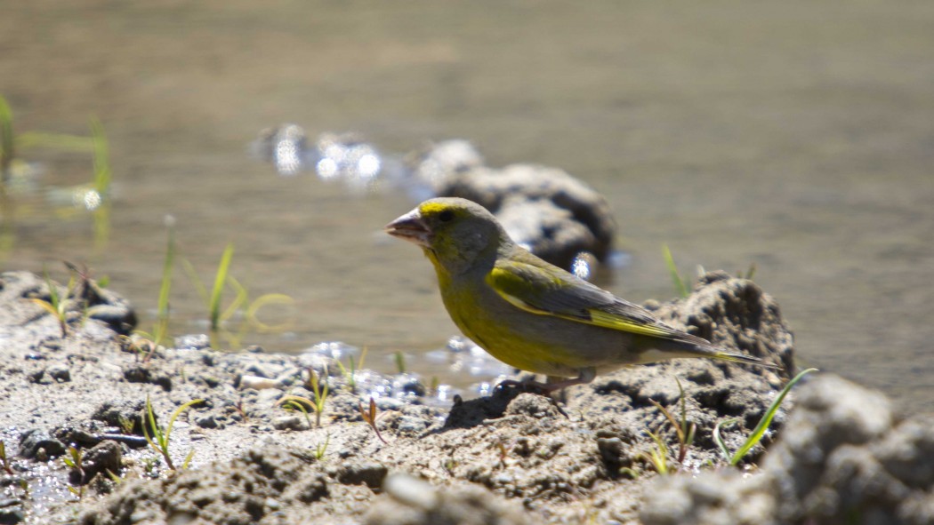 European Greenfinch