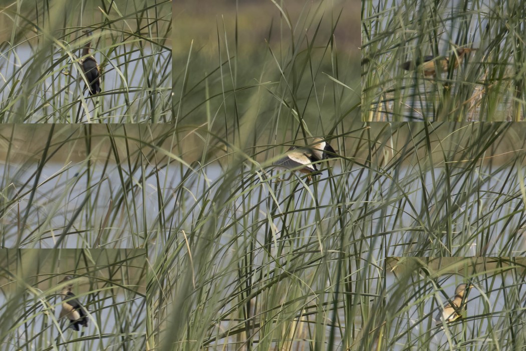 Little Bittern